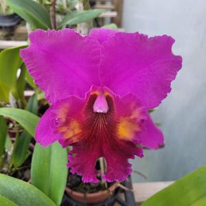 Rhyncholaeliocattleya China Lady