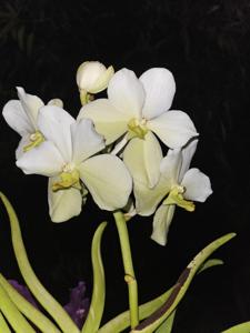 Papilionanda Monaraine