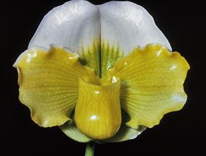 Paphiopedilum Emerald Moon