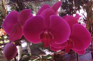 Phalaenopsis Pixie Star