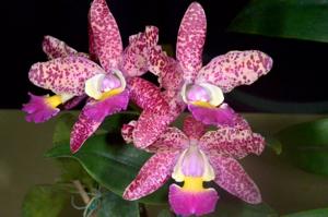 Cattleya Waianae Harlequin