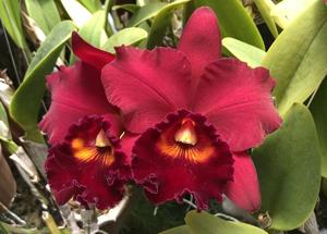 Rhyncholaeliocattleya Miya's Radiance