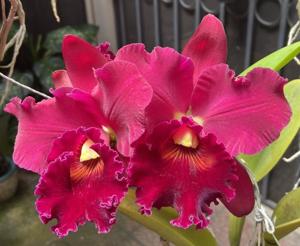 Rhyncholaeliocattleya Miya's Radiance