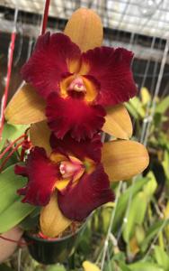 Rhyncholaeliocattleya Tzeng-Wen Beauty