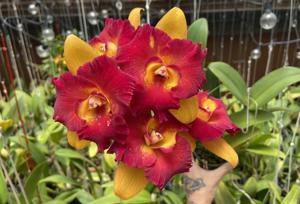 Rhyncholaeliocattleya Tzeng-Wen Beauty