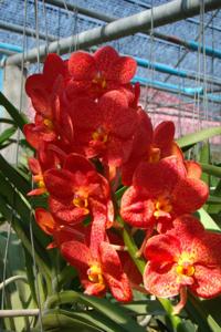 Vanda Fuchs Spotted Orange