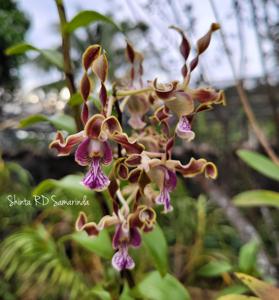 Dendrobium Brisbane River