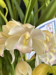 Cymbidium Sleeping Angel