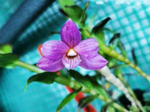 Dendrobium Hatsumi