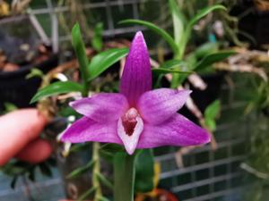 Dendrobium Hatsumi