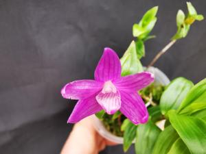 Dendrobium Hatsumi