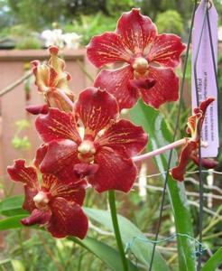 Vanda Motes Hot Chestnut