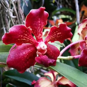 Vanda Motes Hot Chestnut