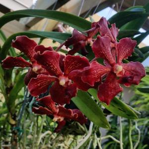 Vanda Motes Hot Chestnut