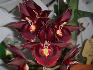 Catasetum Memoria Vera McMillan