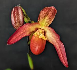 Phragmipedium Inca Embers