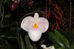 Paphiopedilum Lola Bird