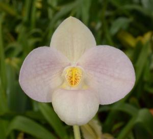 Paphiopedilum Lola Bird