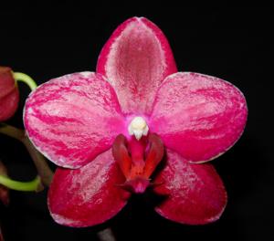 Phalaenopsis Sogo Champion