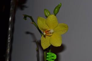 Phalaenopsis Sogo Lisa