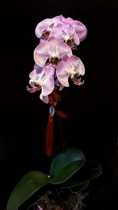 Phalaenopsis Leopard Prince