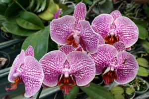 Phalaenopsis Leopard Prince