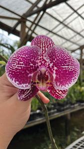 Phalaenopsis Leopard Prince