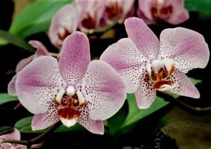 Phalaenopsis Leopard Prince