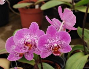 Phalaenopsis Leopard Prince