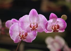 Phalaenopsis Leopard Prince