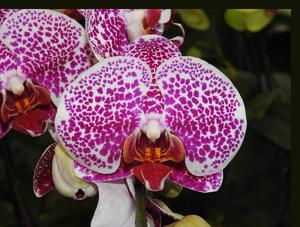 Phalaenopsis Leopard Prince