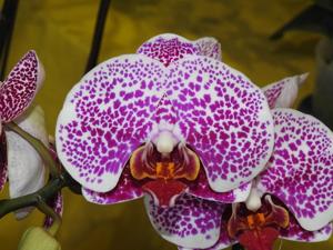 Phalaenopsis Leopard Prince