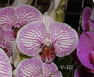 Phalaenopsis Leopard Prince