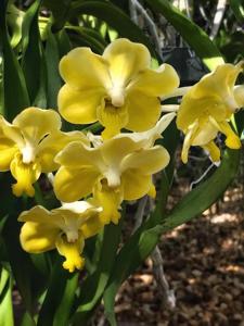 Vanda Motes Buttercup