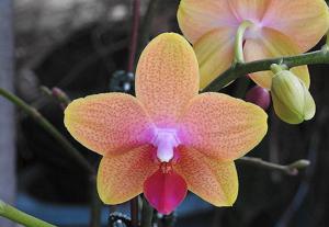 Phalaenopsis Brother Sara Gold