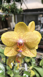 Phalaenopsis Brother Victory