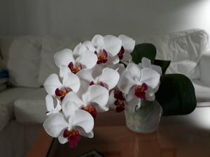 Phalaenopsis Little Gem Stripes