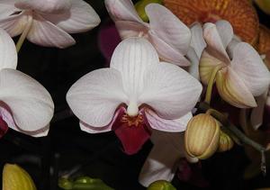 Phalaenopsis Little Gem Stripes