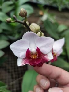 Phalaenopsis Little Gem Stripes