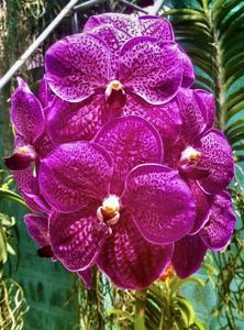 Vanda Somsri Pink