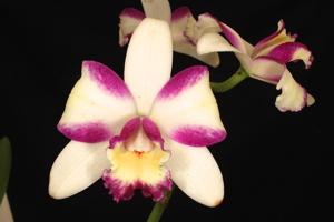 Rhyncholaeliocattleya Haw Yuan Beauty