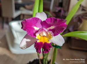 Rhyncholaeliocattleya Haw Yuan Beauty