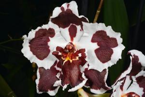 Oncidium Jim Mintsiveris