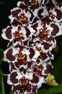 Oncidium Jim Mintsiveris