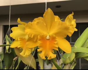 Rhyncholaeliocattleya Haw Yuan Gold