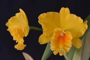 Rhyncholaeliocattleya Haw Yuan Gold