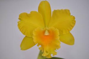 Rhyncholaeliocattleya Haw Yuan Gold