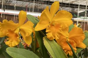 Rhyncholaeliocattleya Haw Yuan Gold