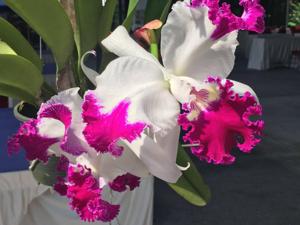 Cattleya White Spark