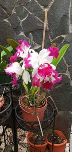 Cattleya White Spark